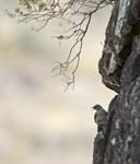 Rock Wren 4884
